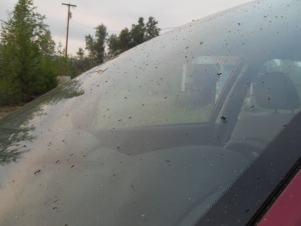flakes of ash on car windshield