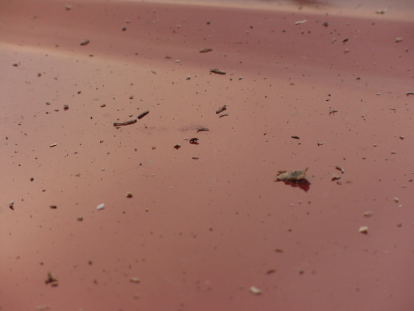 ash and spruce needles on hood of car