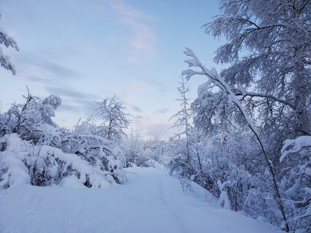 snow 1 trees bent under a load of snow